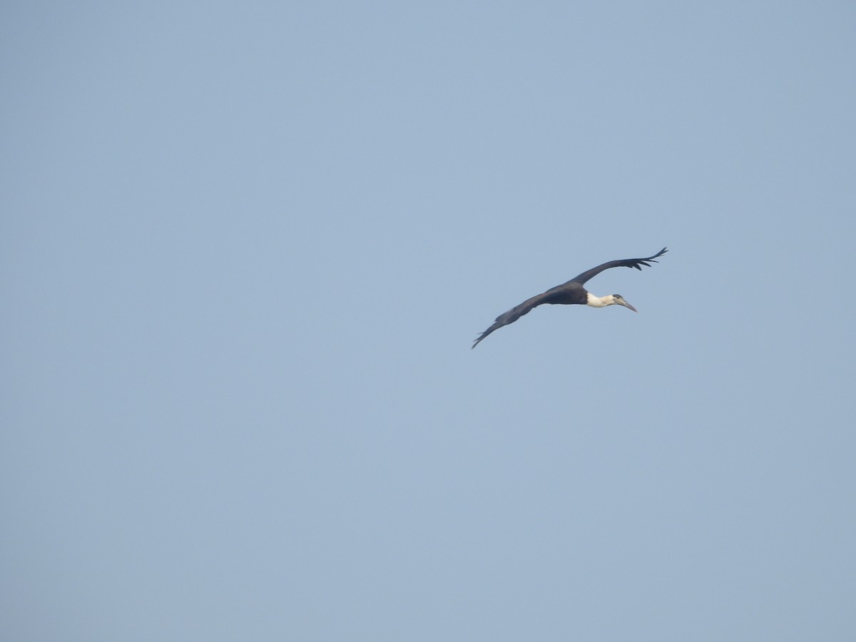 Asian Woolly-necked Stork - ML647019589
