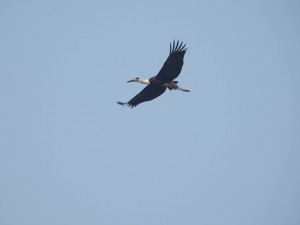 Asian Woolly-necked Stork - ML647019590