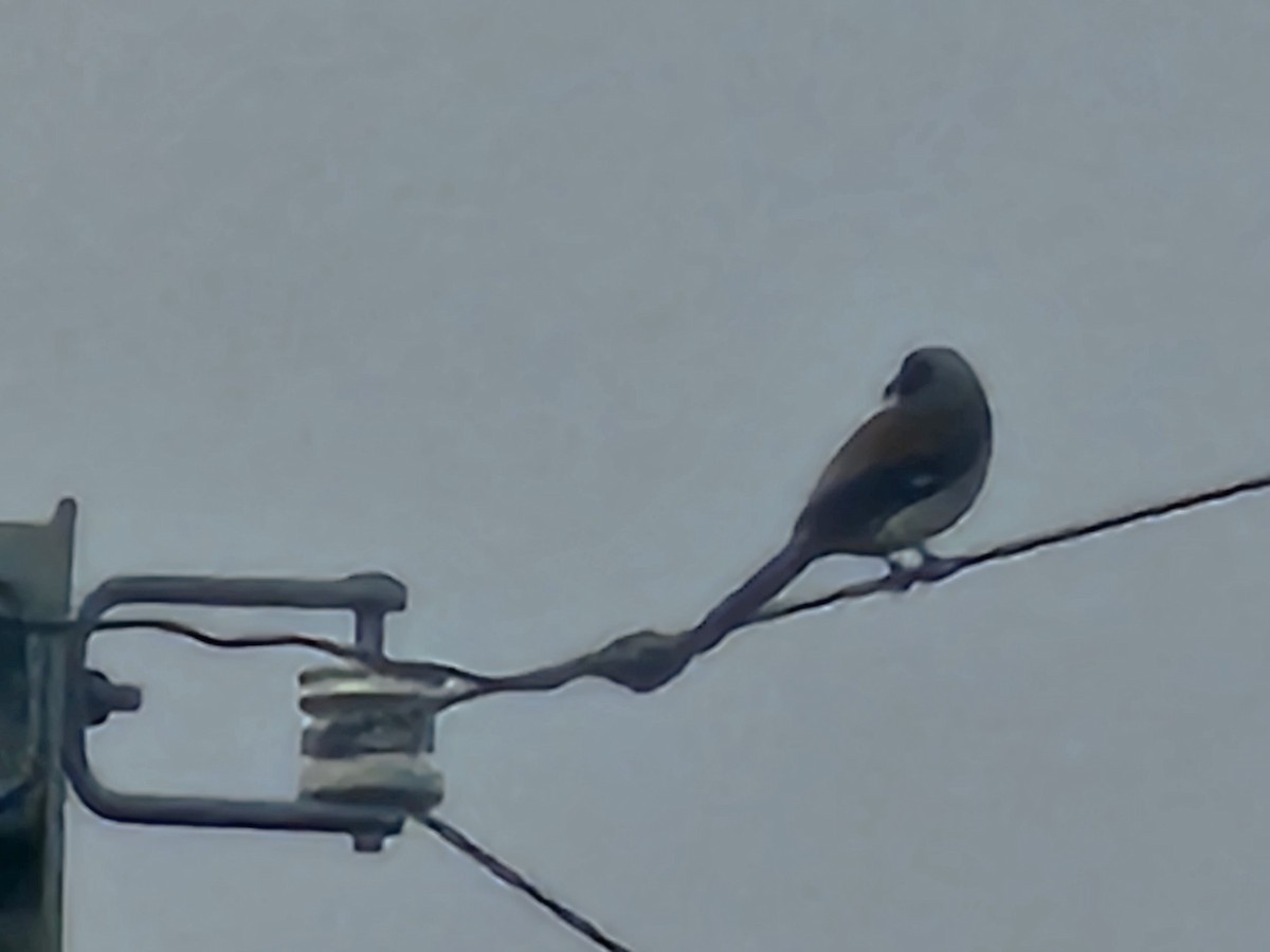 Gray Treepie - ML647019591