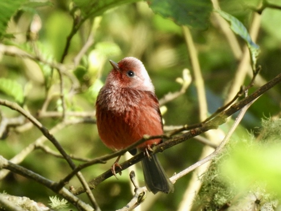 Pink-headed Warbler - ML647019592