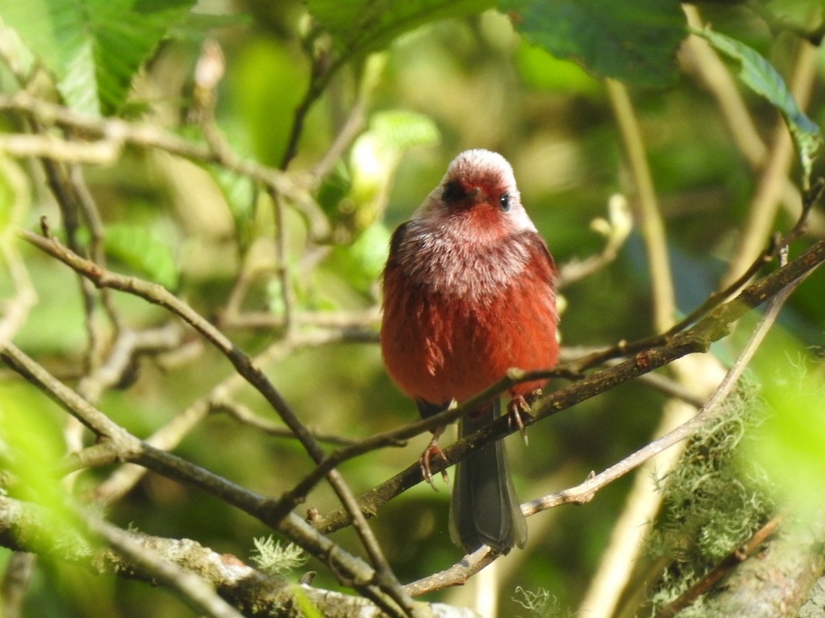 Pink-headed Warbler - ML647019593
