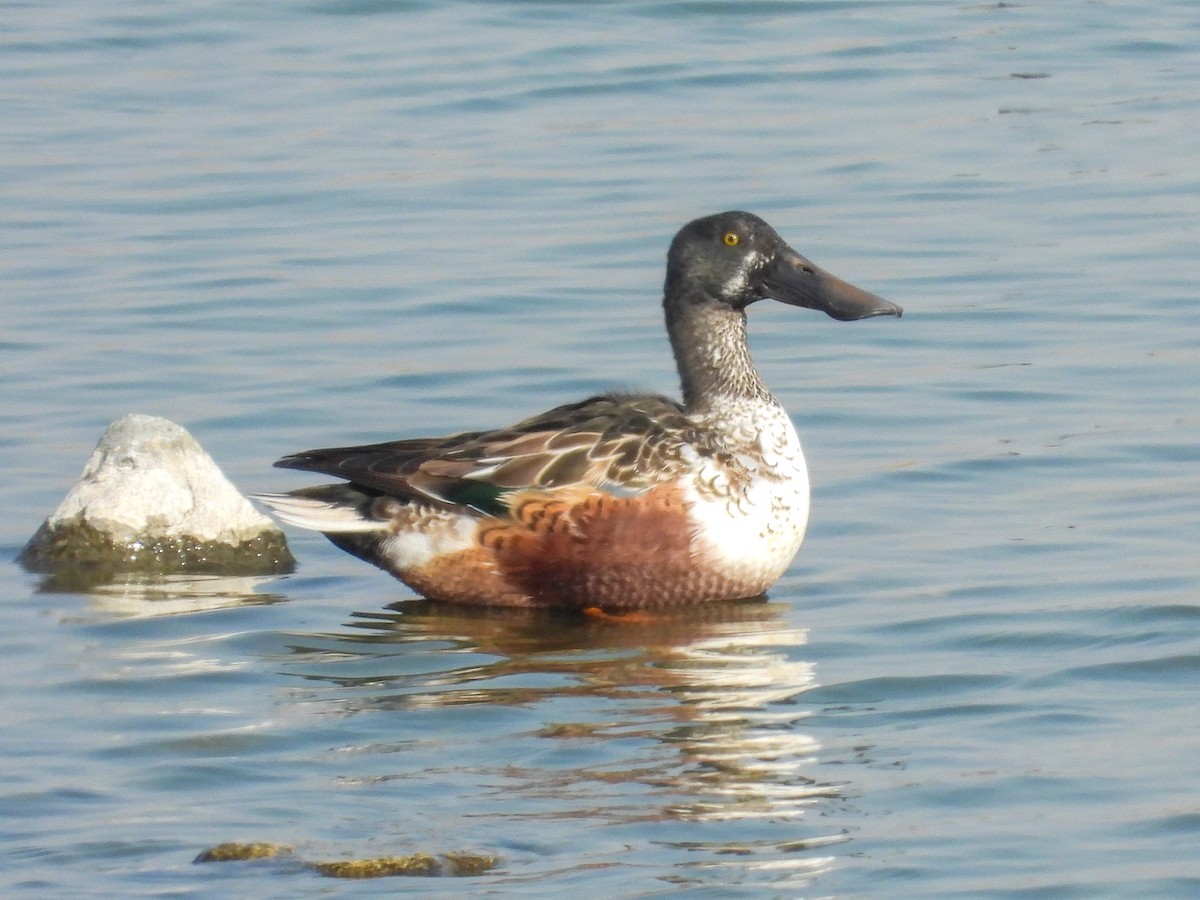 Northern Shoveler - ML647019594