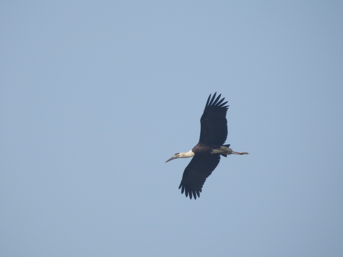 Asian Woolly-necked Stork - ML647019595