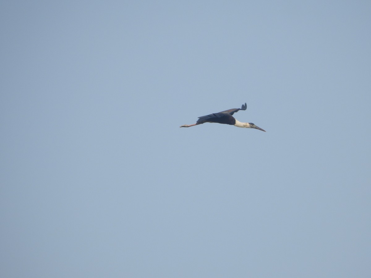 Asian Woolly-necked Stork - ML647019596