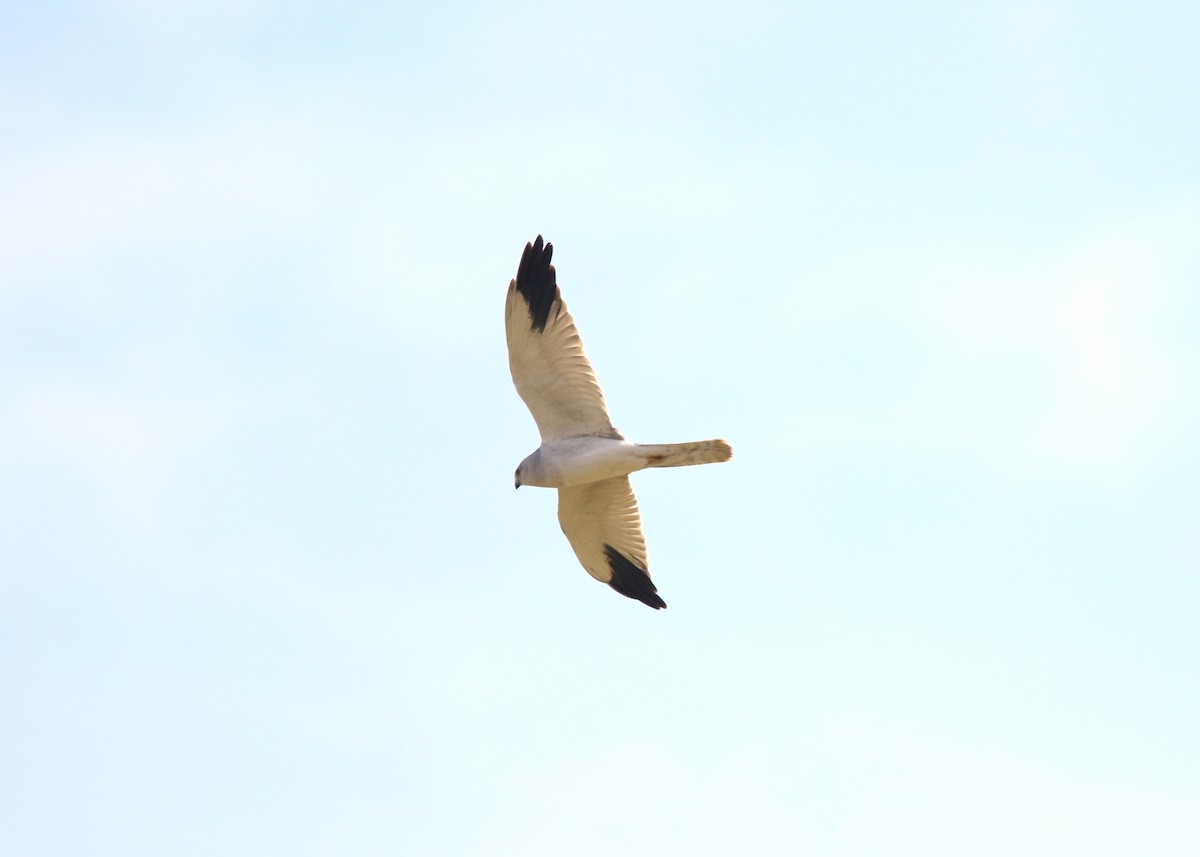 Pallid Harrier - ML647019597