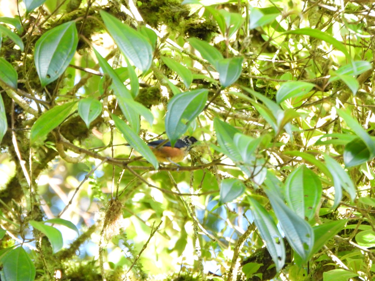 Spangle-cheeked Tanager - ML647019613