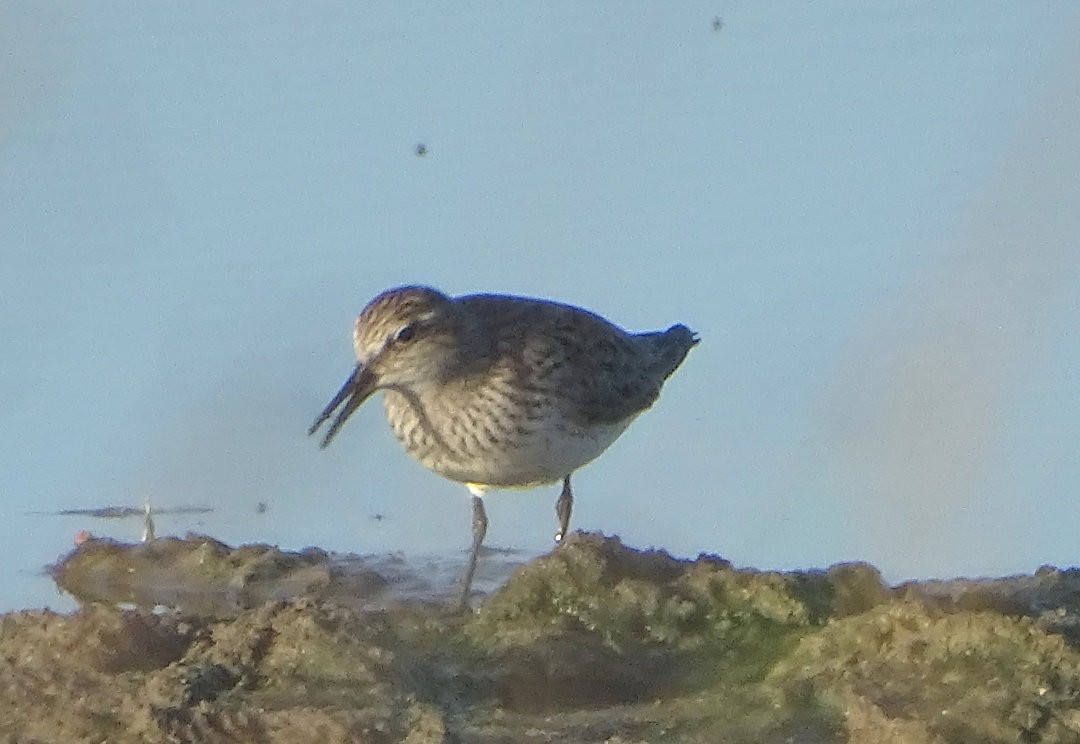 bonapartesnipe - ML647019614