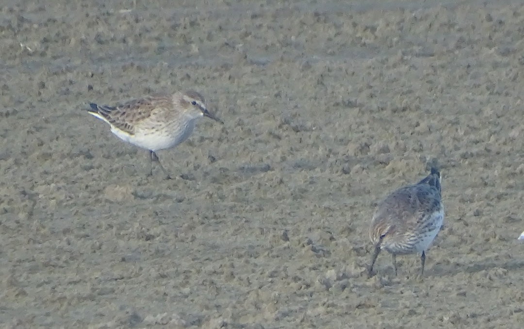 bonapartesnipe - ML647019615