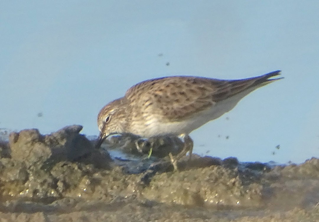 bonapartesnipe - ML647019616