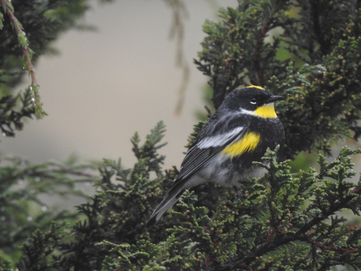 Yellow-rumped Warbler (Goldman's) - ML647019618
