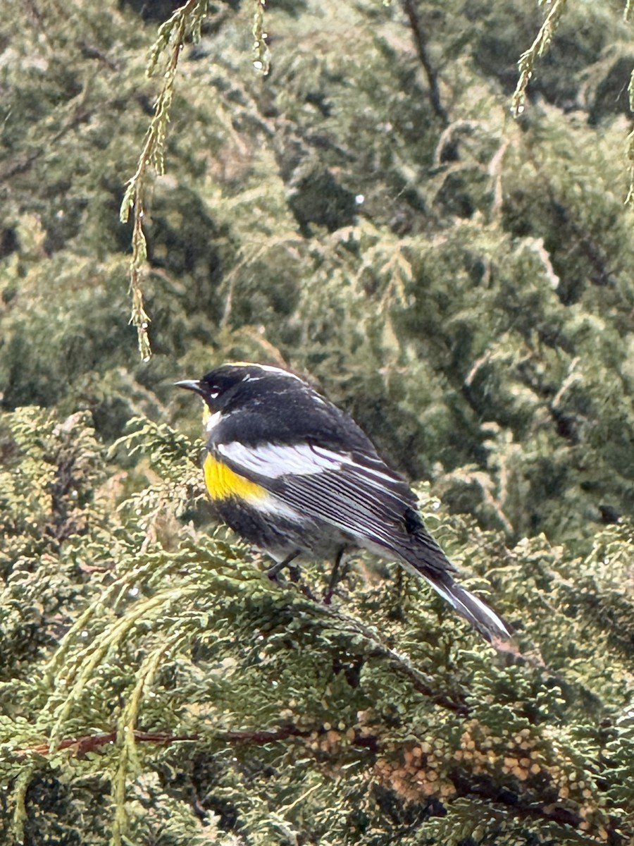 Yellow-rumped Warbler (Goldman's) - ML647019619