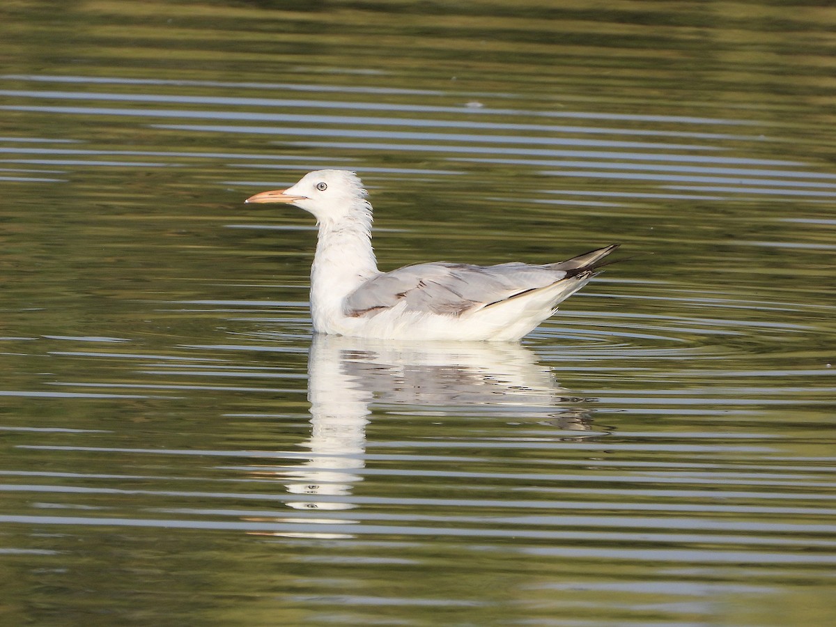 Slender-billed Gull - ML647019622