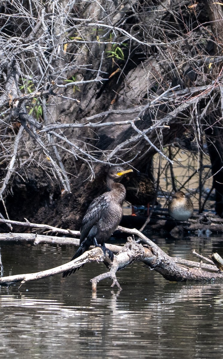 Neotropic Cormorant - ML647019625
