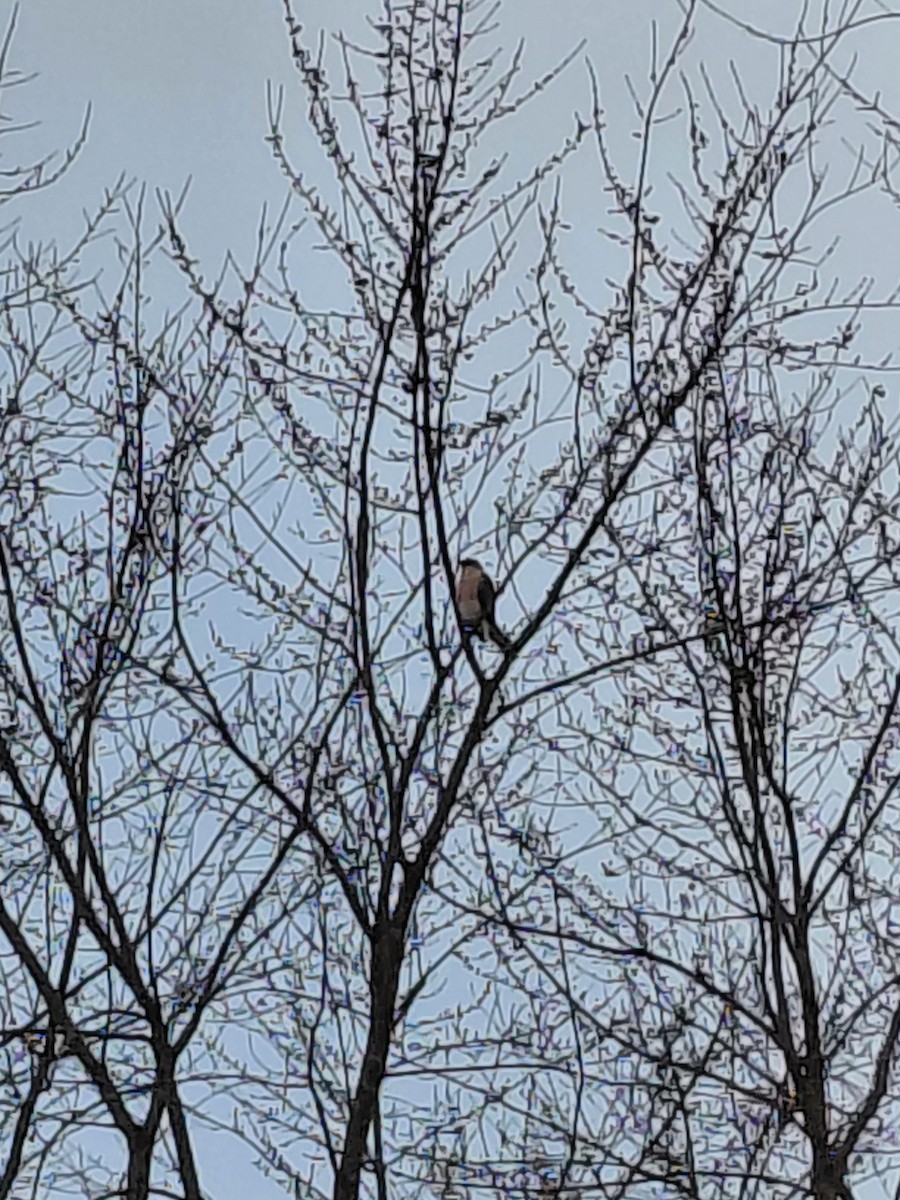 Gavilán de Cooper - ML647019632