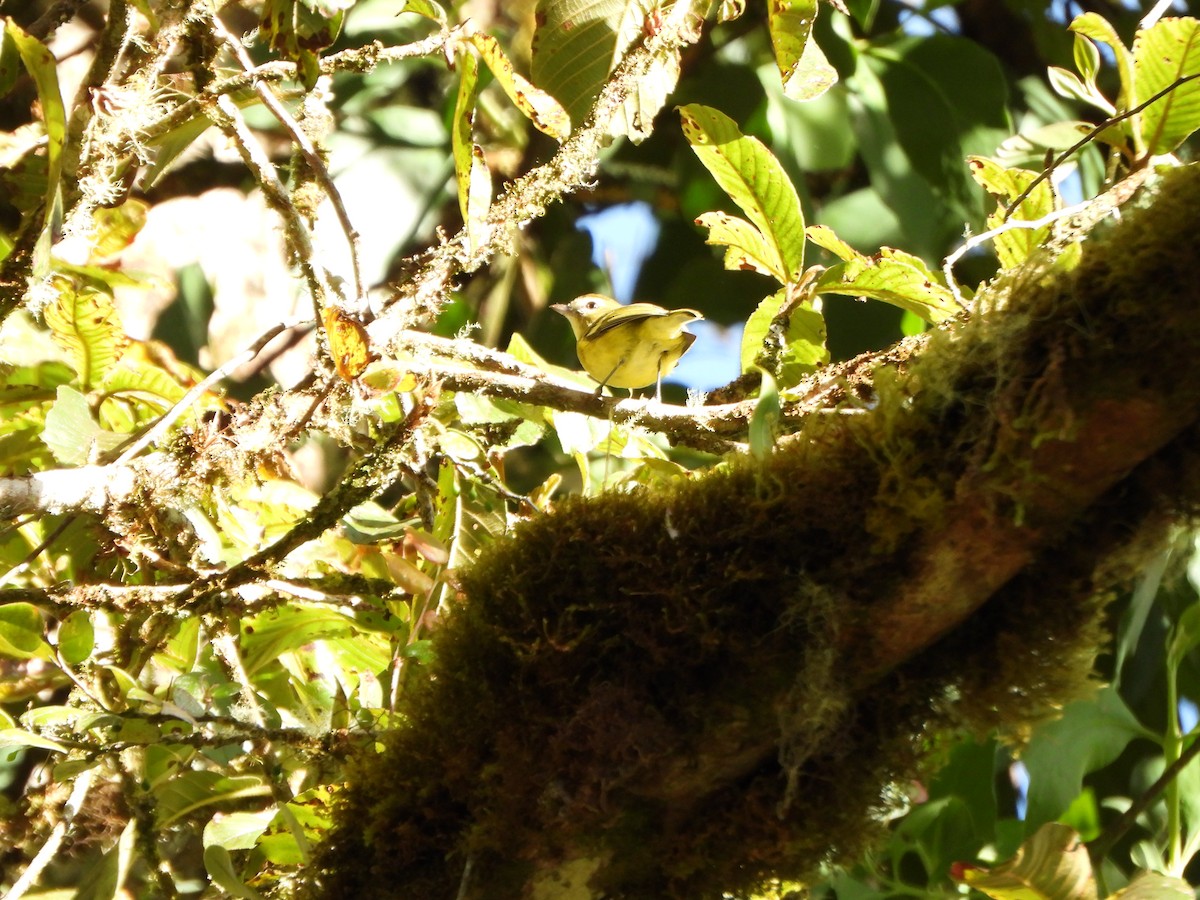 Yellow-winged Vireo - ML647019639