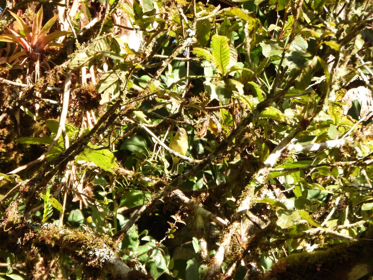 Yellow-winged Vireo - ML647019640