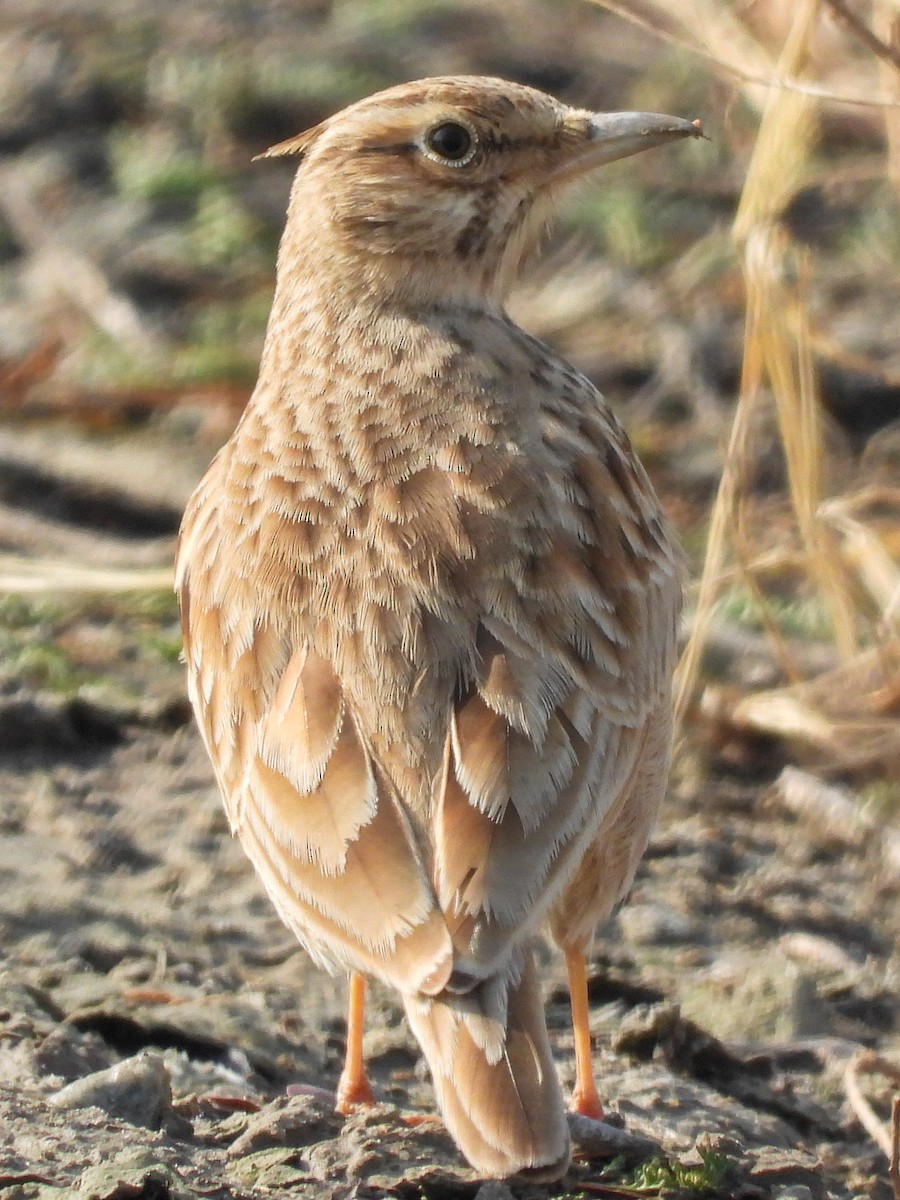 Crested Lark - ML647019643