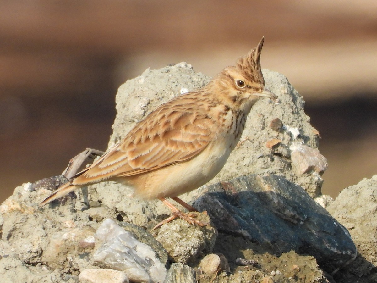 Crested Lark - ML647019644