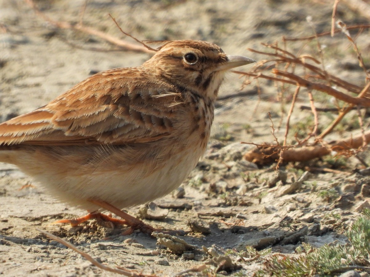 Crested Lark - ML647019646
