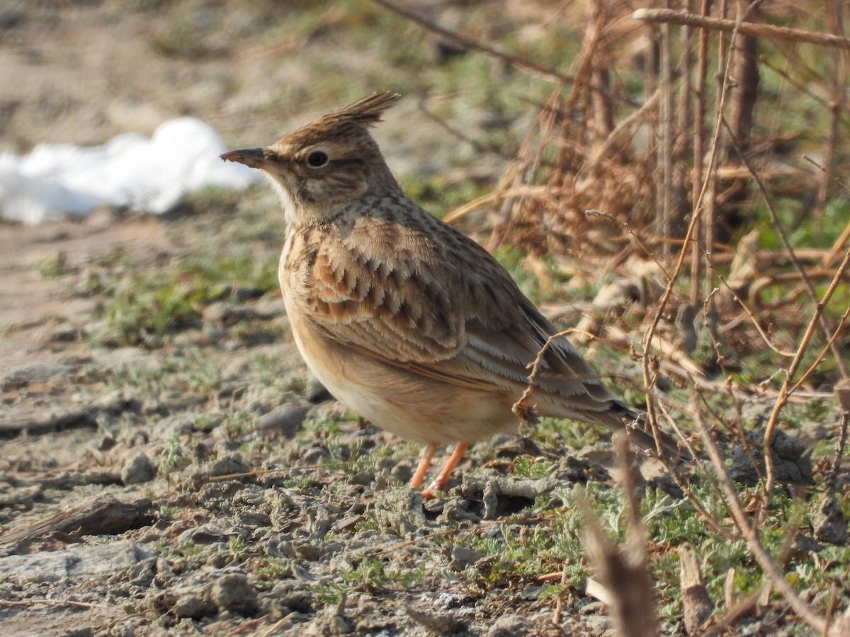 Crested Lark - ML647019648