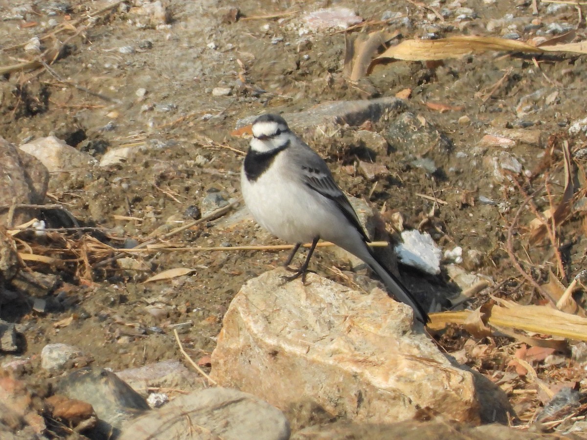 Bachstelze - ML647019650