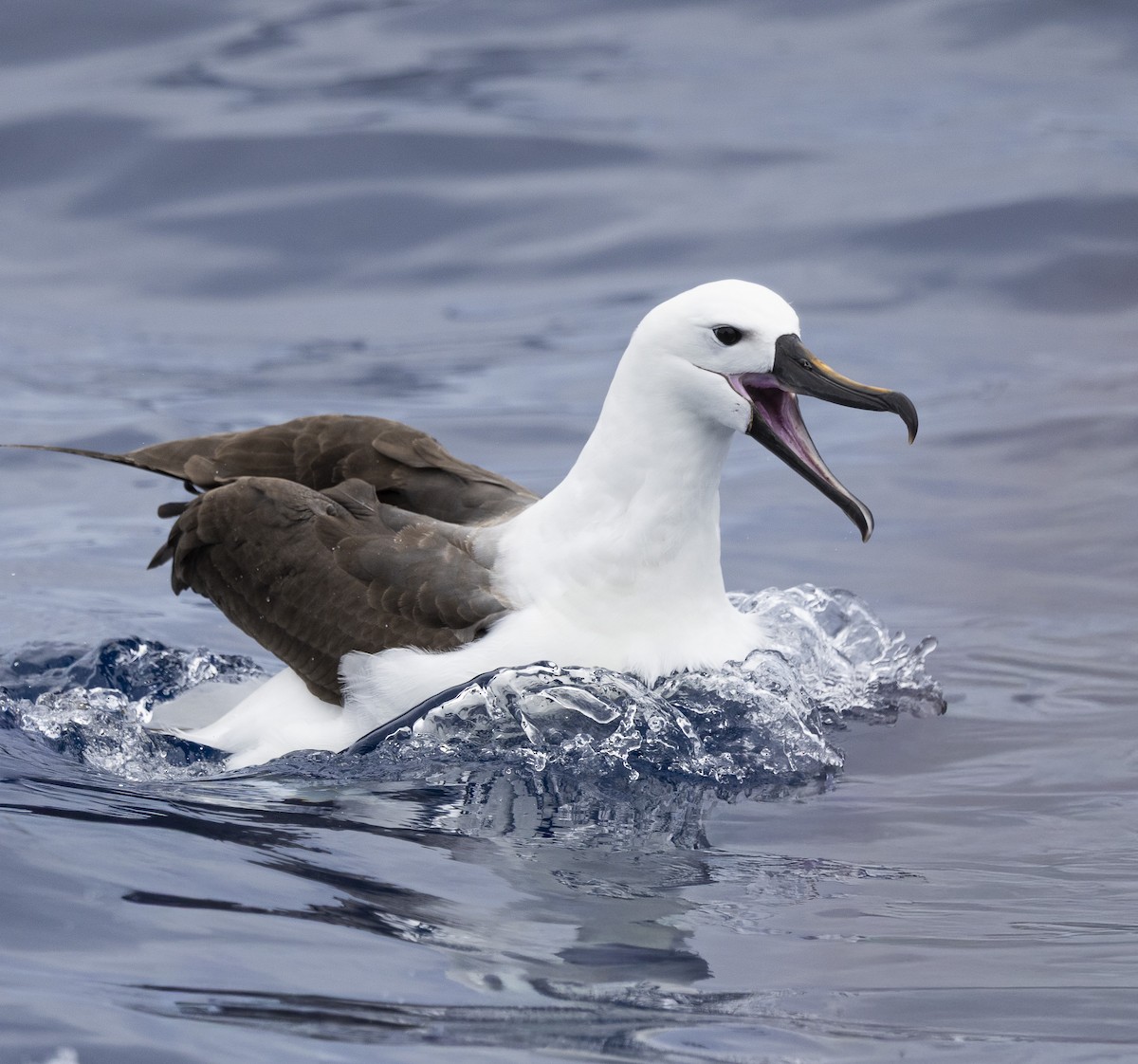 Indian Yellow-nosed Albatross - ML647019653