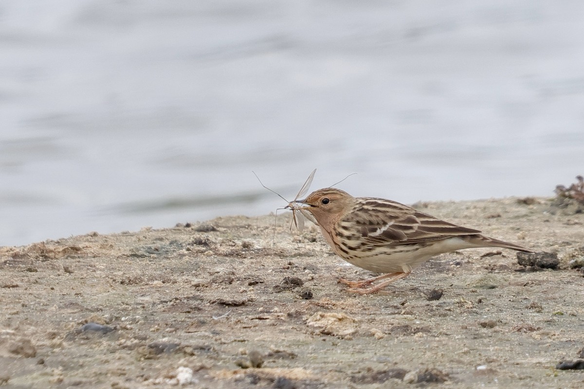 Red-throated Pipit - ML647019654