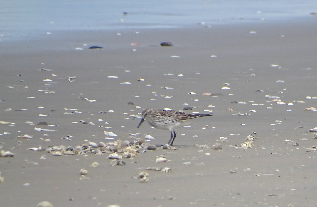 bonapartesnipe - ML647019662