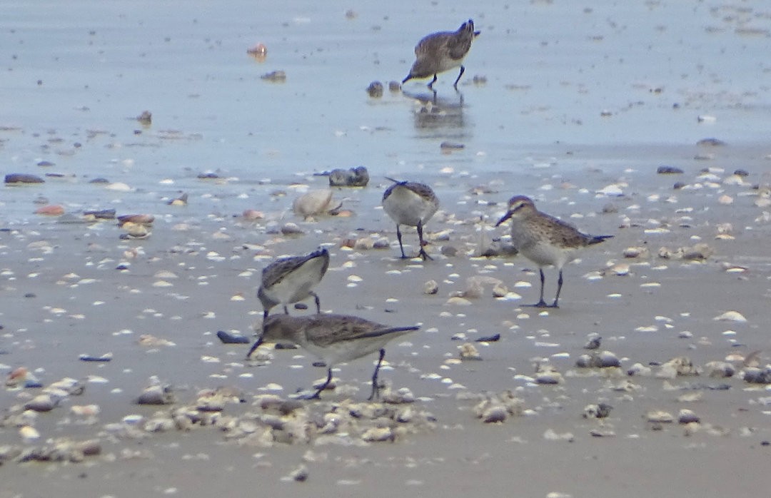 bonapartesnipe - ML647019663