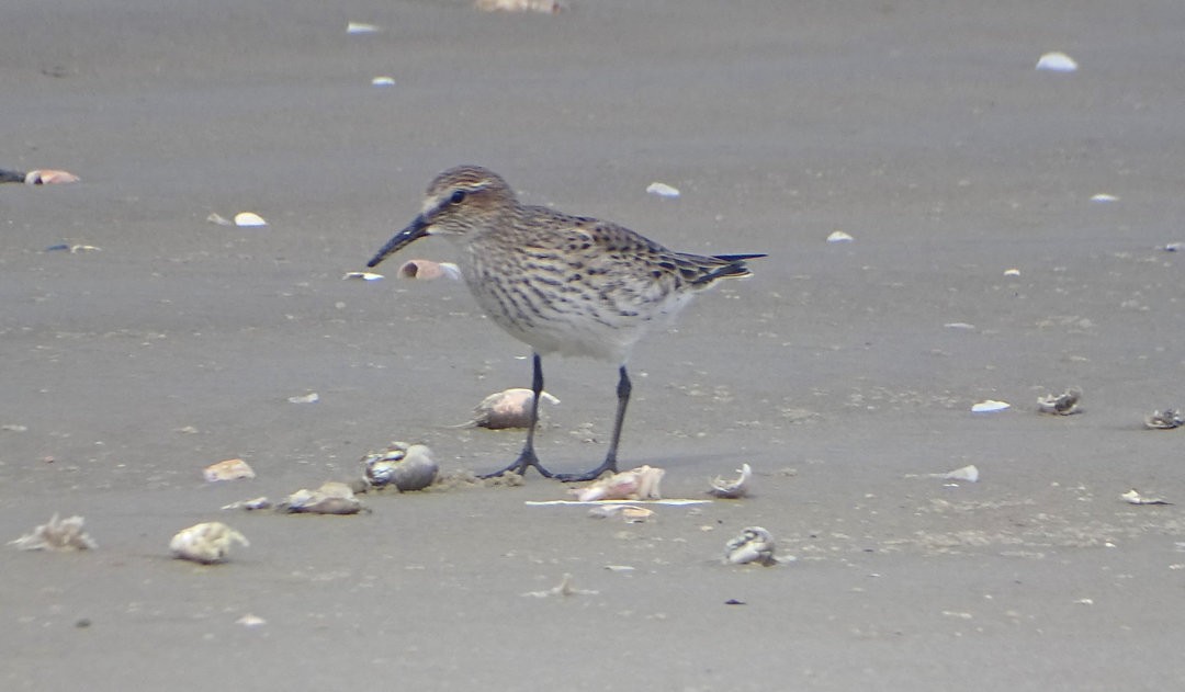 bonapartesnipe - ML647019664