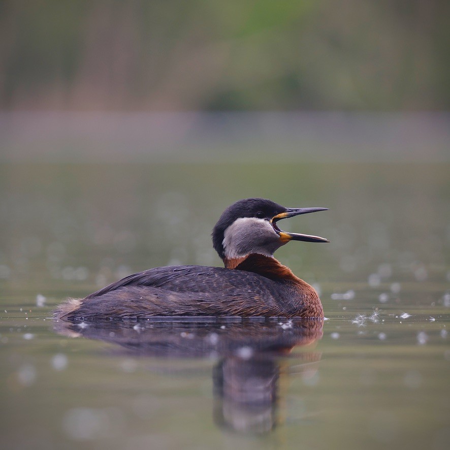Red-necked Grebe - ML647019666