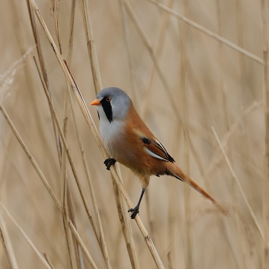 Bearded Reedling - ML647019678