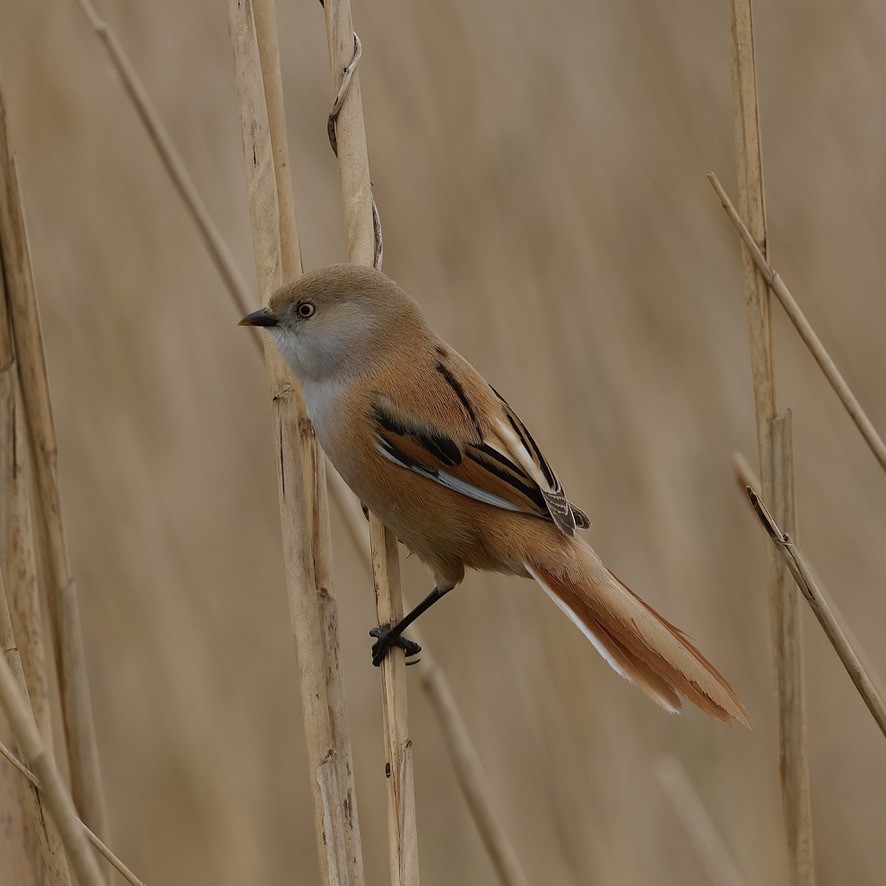 Bearded Reedling - ML647019682
