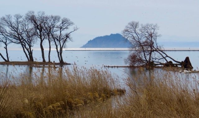 長浜市--琵琶湖--湖北水鳥公園 (Nagahama--Lake Biwa--Kohoku