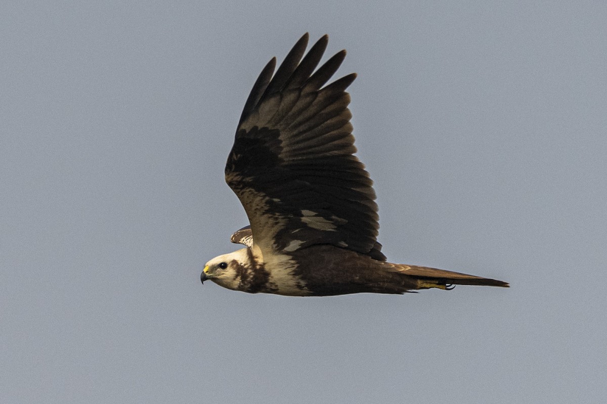 moták východní - ML647019693