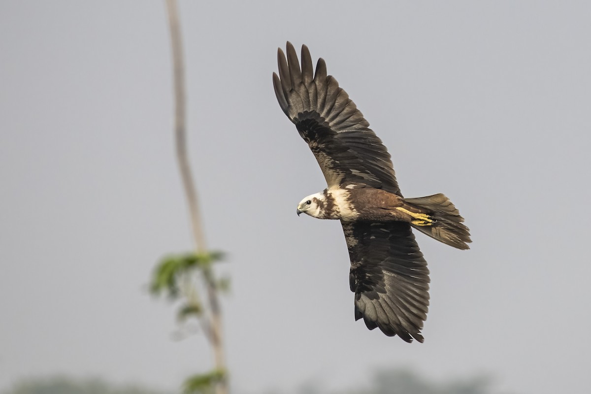 moták východní - ML647019694