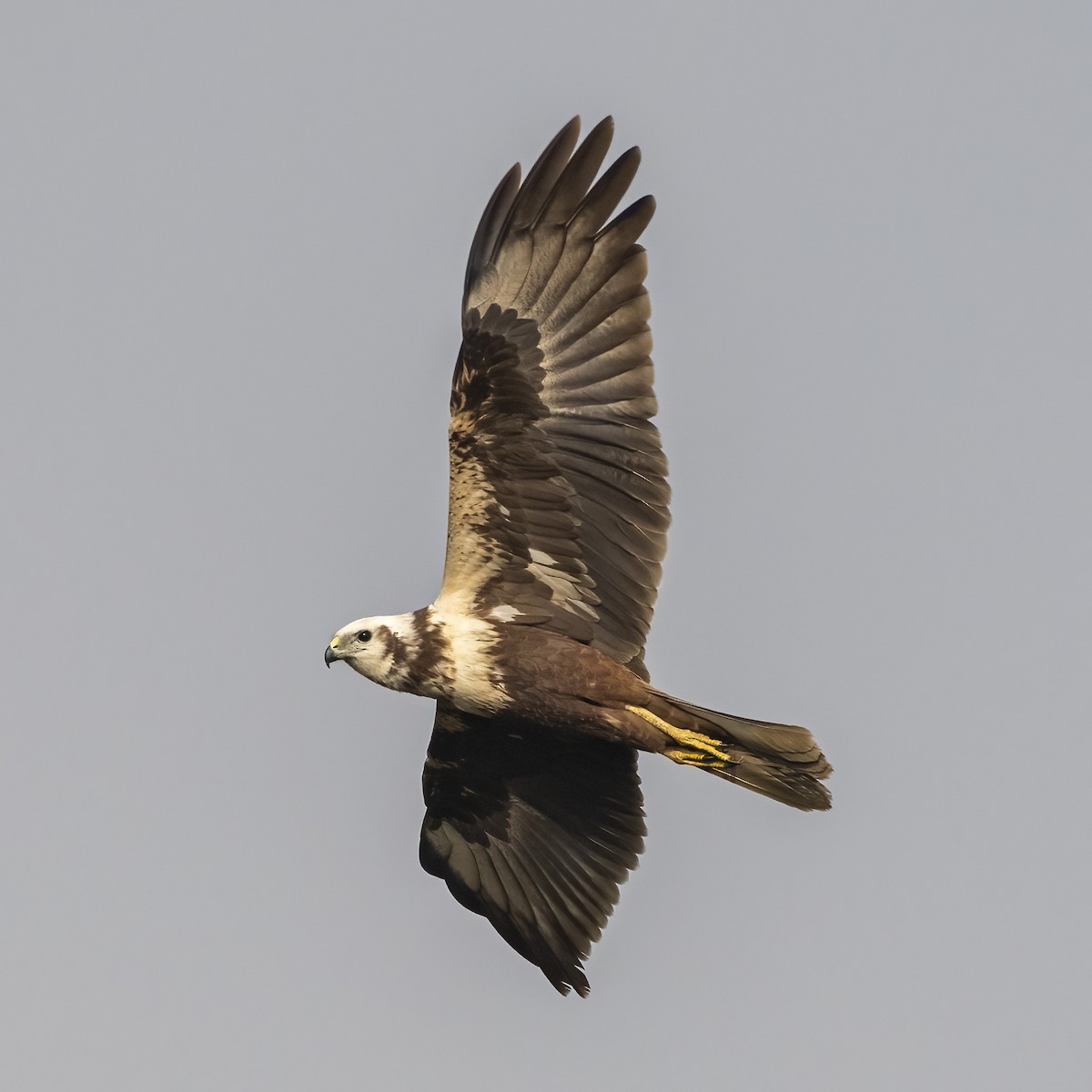 moták východní - ML647019696