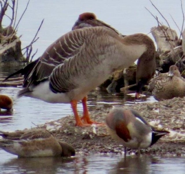 寒林豆雁 - ML647019697