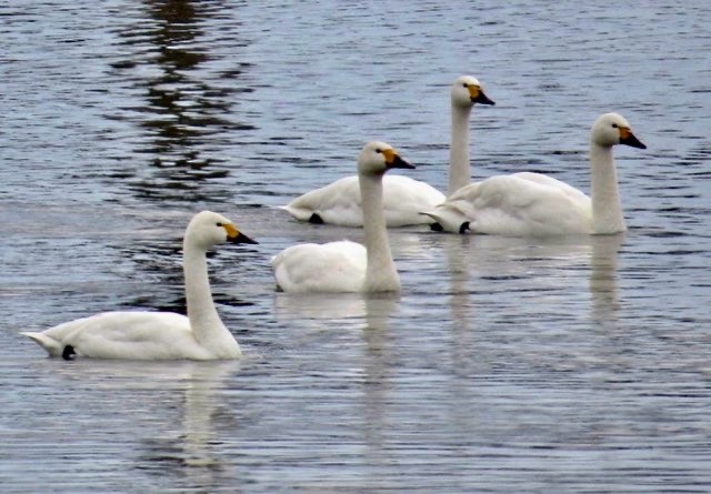 小天鵝 - ML647019699