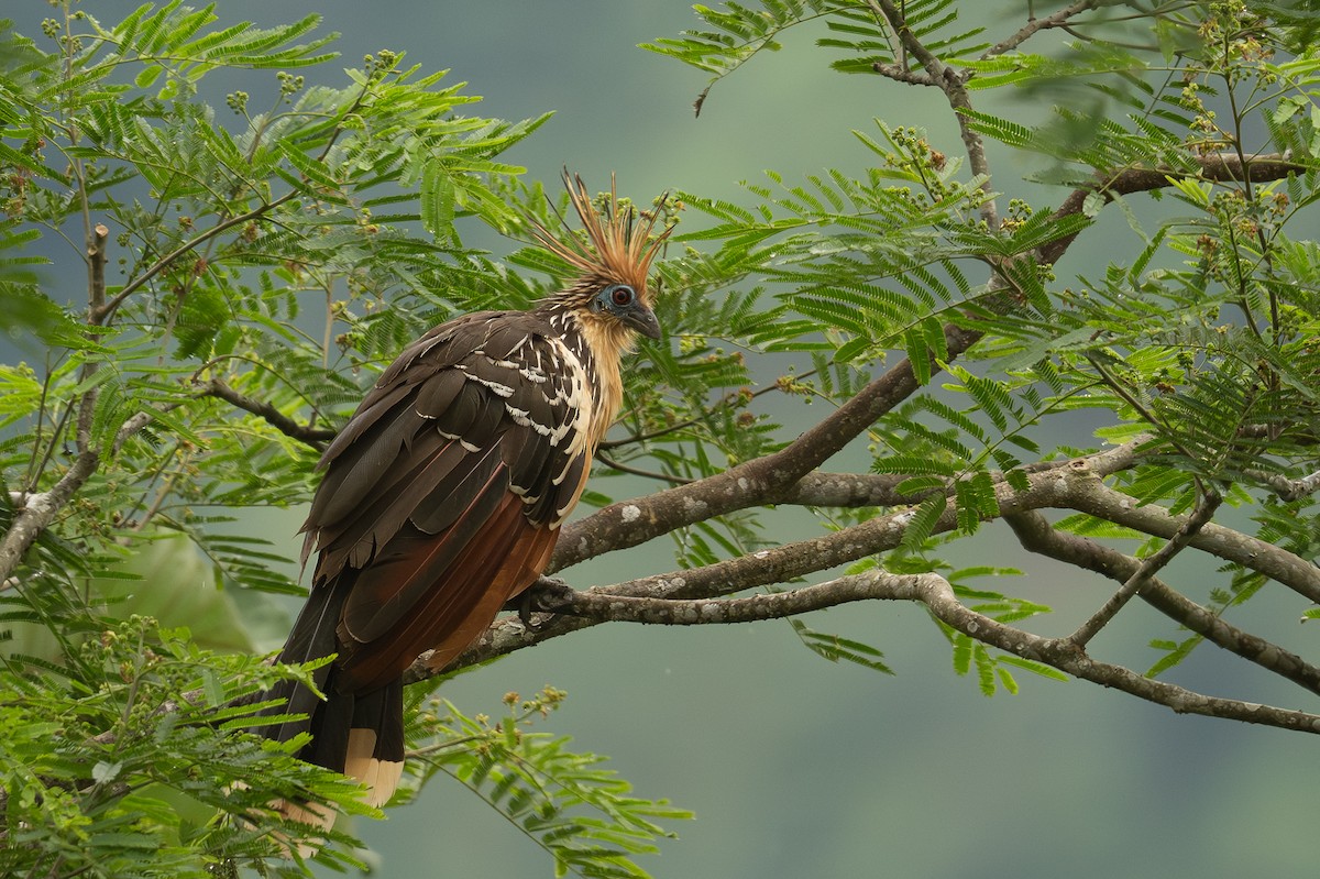 Hoatzin - ML647019702