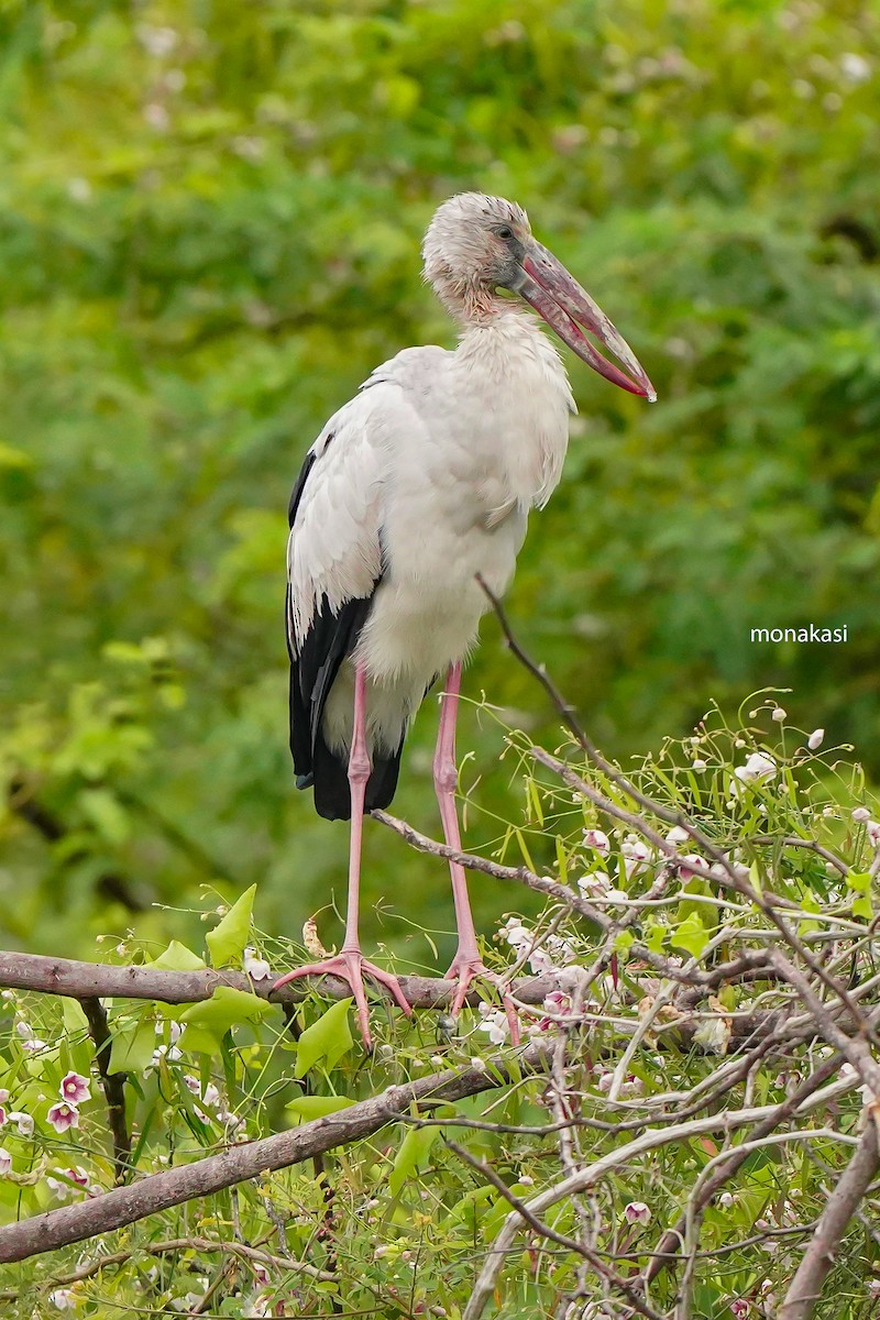 Asian Openbill - ML647019705