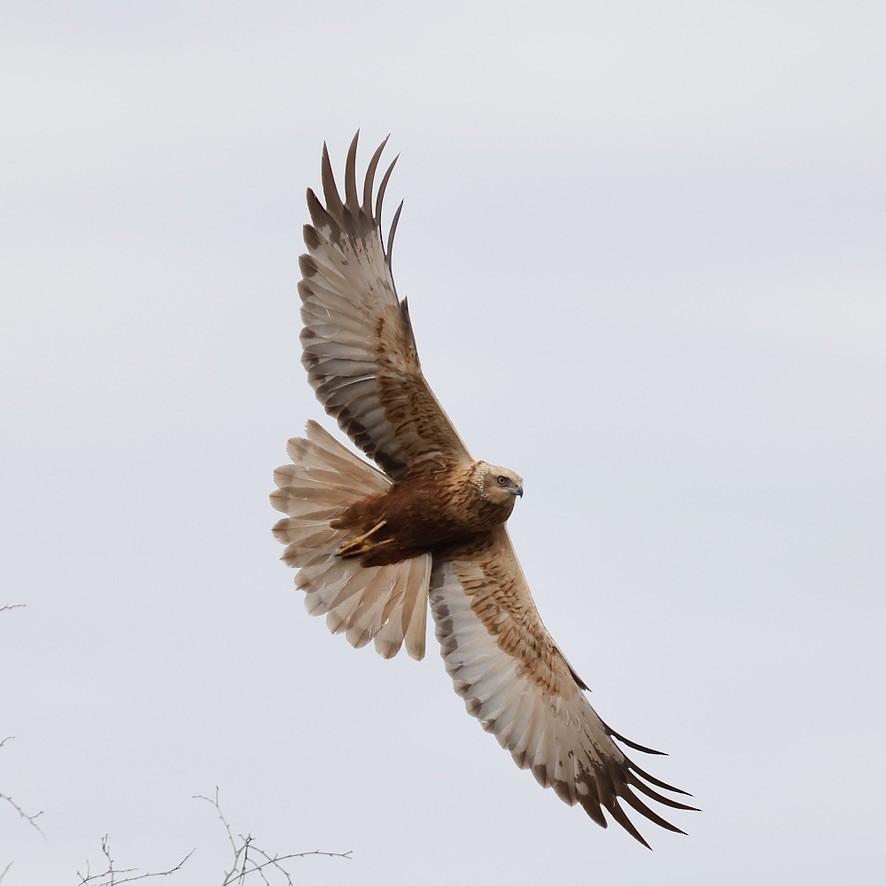 Western Marsh Harrier - ML647019706
