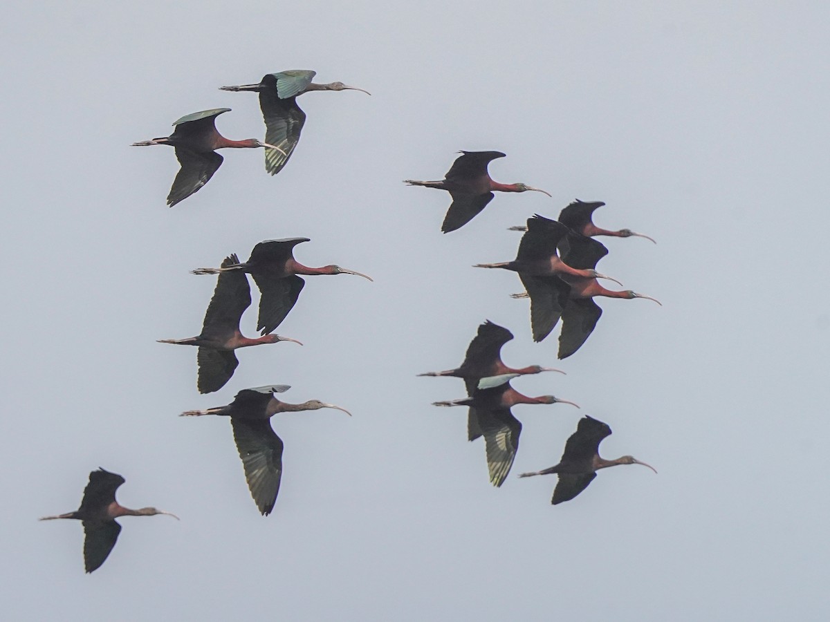 Glossy Ibis - ML647019707