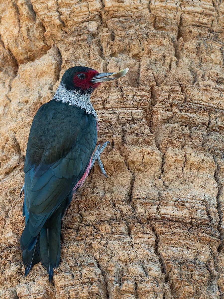 Lewis's Woodpecker - ML647019708
