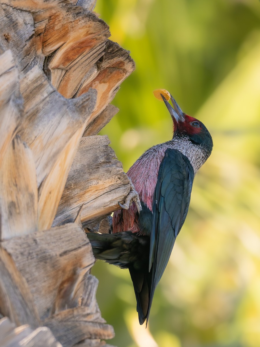 Lewis's Woodpecker - ML647019709