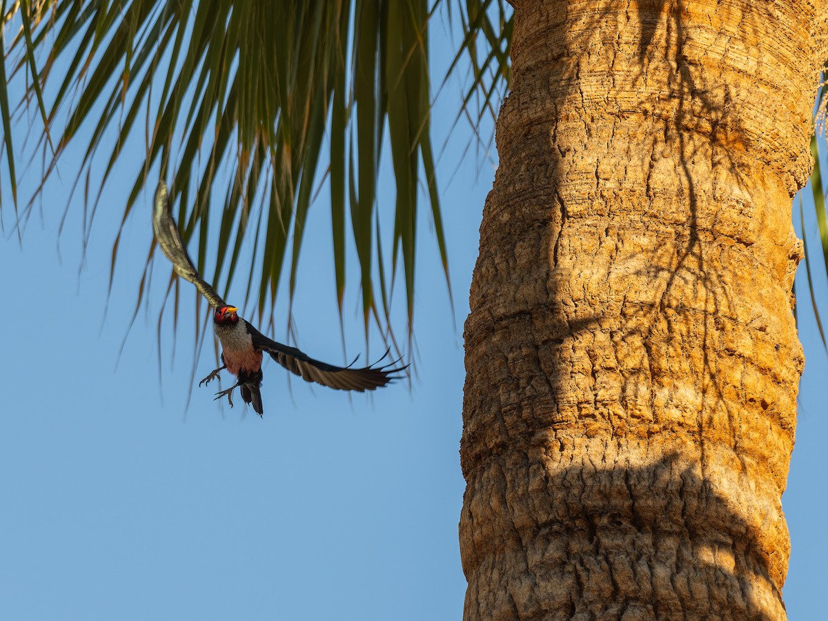 Lewis's Woodpecker - ML647019710
