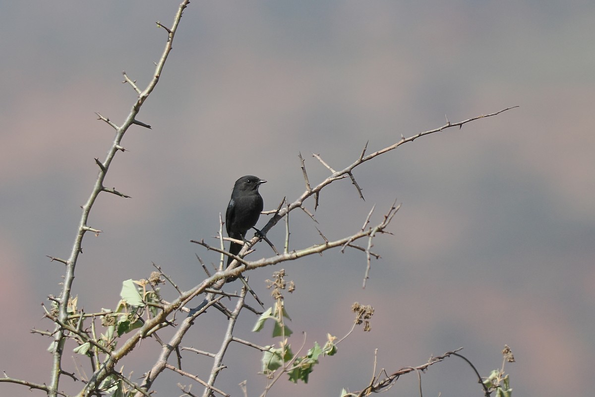 Northern Black-Flycatcher - ML647019711