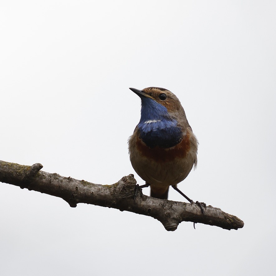 Bluethroat (White-spotted) - ML647019713