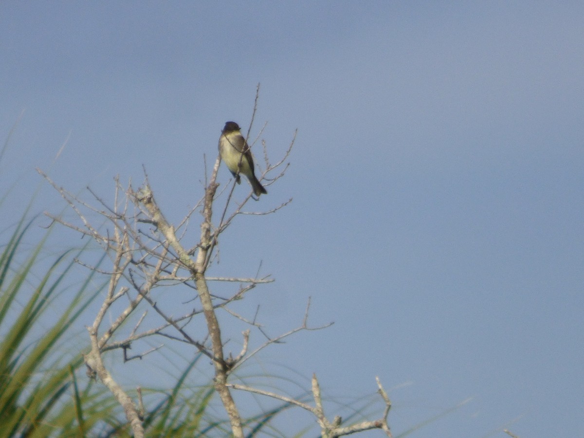 Eastern Phoebe - ML647019715