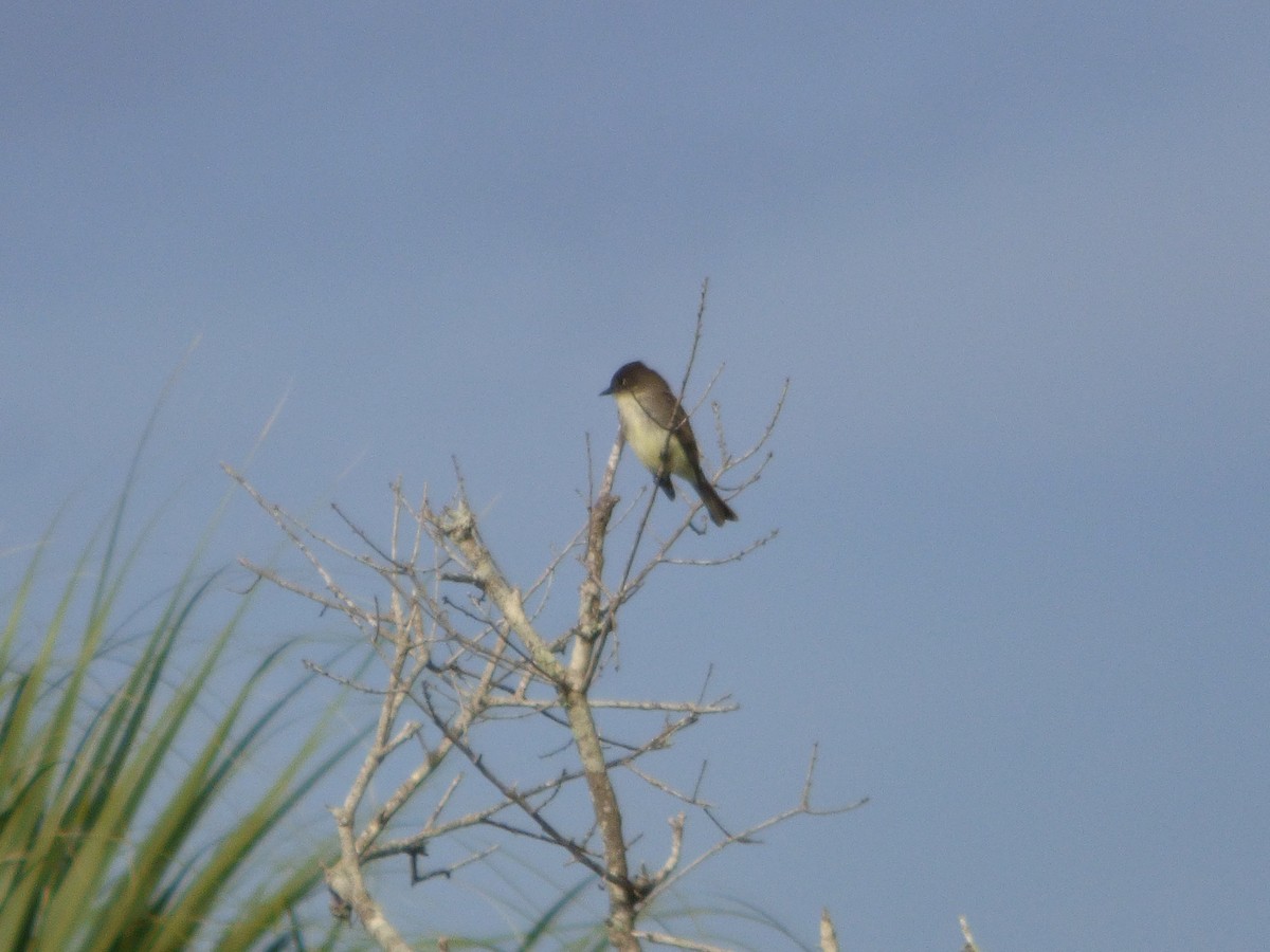 Eastern Phoebe - ML647019716